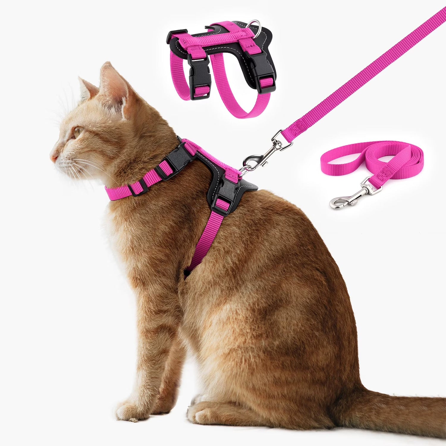 Collars And Leashes